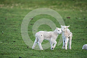 Two young lambs