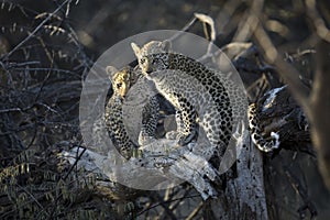 Two young leopard cubs