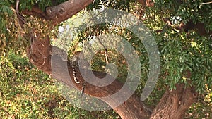 Two young leopards resting on the tree in Chobe National Park