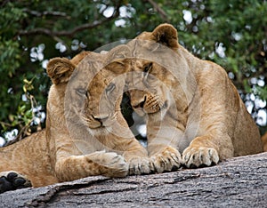 Two young lion on a big rock. National Park. Kenya. Tanzania. Masai Mara. Serengeti.