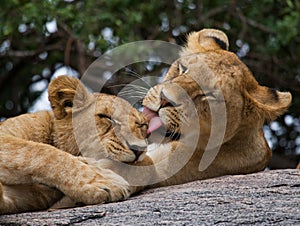 Two young lion on a big rock. National Park. Kenya. Tanzania. Masai Mara. Serengeti.