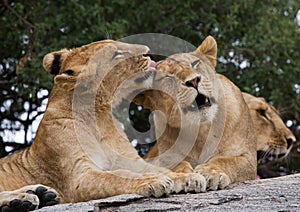 Two young lion on a big rock. National Park. Kenya. Tanzania. Masai Mara. Serengeti.