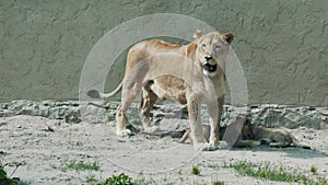 Two Young Lion Cubs Around 2 Month Old Cub Playing Together.