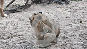 Two Young Lion Cubs Around 2 Month Old Cub Playing Together.