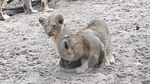 Two Young Lion Cubs Around 2 Month Old Cub Playing Together.