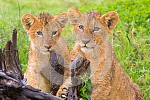 Two young Lion Cubs playing scratching stump in the rain at Ngorongoro Crater, Tanzania, East Africa