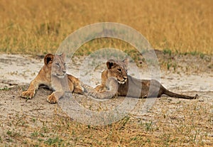 Two young Lion cubs resting on the dusty plains in Hwange