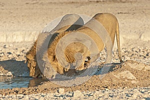 Two young lion males drinking