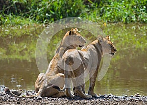 Two young lion near the water. National Park. Kenya. Tanzania. Masai Mara. Serengeti.