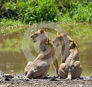 Two young lion near the water. National Park. Kenya. Tanzania. Masai Mara. Serengeti.