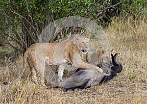 Two young lioness made a wildebeest kill seen at Masai Mara, Kenya