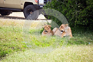 Two young lionesses rest