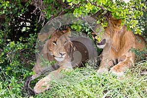 Two young lionesses rest photo