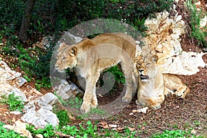 Two young lionesses in a rocky area photo