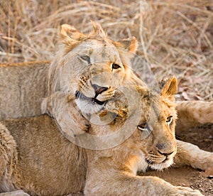 Two young lions