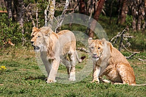 Two young lions in the bushveld