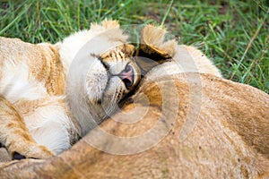 Two young lions cuddle and play with each other