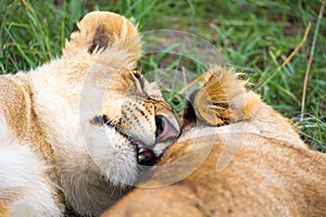 Two young lions cuddle and play with each other