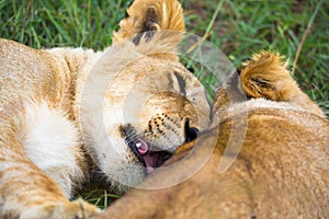 Two young lions cuddle and play with each other