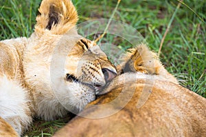 Two young lions cuddle and play with each other