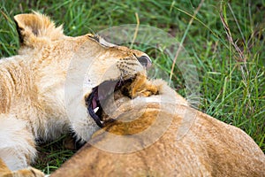 Two young lions cuddle and play with each other