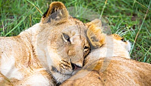 Two young lions cuddle and play with each other