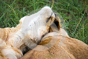 Two young lions cuddle and play with each other