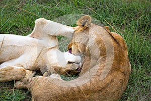 Two young lions cuddle and play with each other