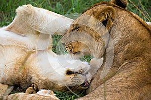 Two young lions cuddle and play with each other