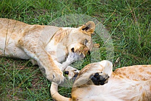 Two young lions cuddle and play with each other