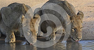 Two young lions drinking at a waterhole