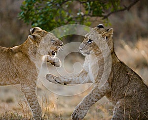 Two young lions playing with each other. National Park. Kenya. Tanzania. Maasai Mara. Serengeti.