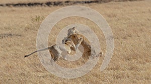 Two young lions playing in a grassland seen at Masaimara, Kenya