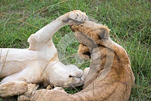 Two young lions are playing together in the grass