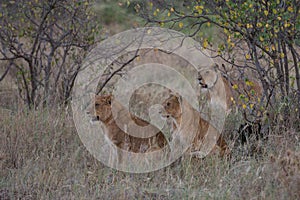 Two young lions and their mother on the hunt