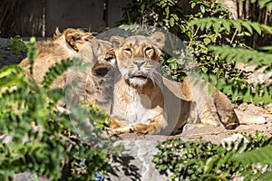 Two young lions in a zoo, relaxing and cleaning each other their fur in their outdoor enclosure at a sunny day in summer.