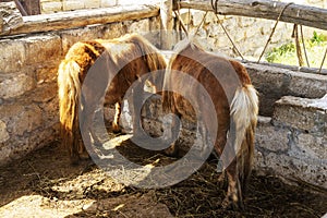 Two Young little brown pony horse eating hay in a stable on the farm