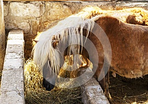 Two Young little brown pony horse eating hay in a stable on the farm