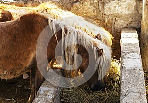 Two Young little brown pony horse eating hay in a stable on the farm