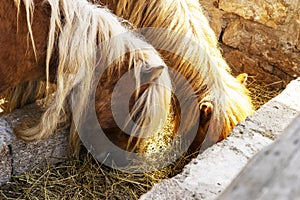 Two Young little brown pony horse eating hay in a stable on the farm