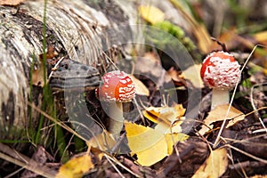 Two young little Fly agaric mushroom in fall forest with yellow leaves. Amanita muscaria in autumn nature