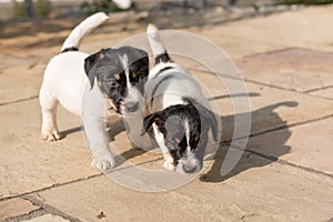 Two young little Jack Russell puppy dogs 7.5 weeks old are standing on the terrace