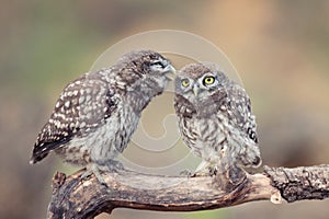 Two young Little owl, Athene noctua, stands on a stick on a beautiful background