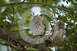 Two young Little Owls