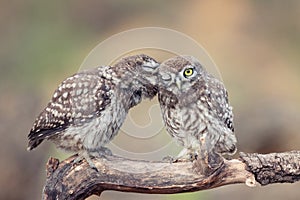 Two young Little owls, Athene noctua, sitting on a stick pressed against each other photo