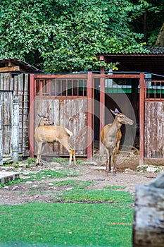 Two young live deer stand near the cage at the zoo in summer