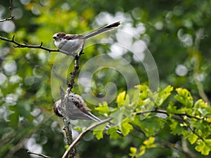 Two young longtailed tits in a tree