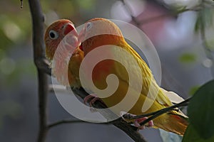 Two young lovebirds are perched on a tree trunk.