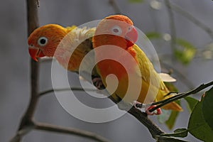 Two young lovebirds are perched on a tree trunk.