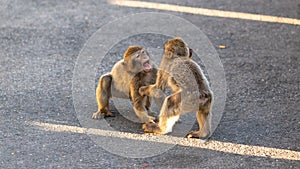 Two young macaques playing